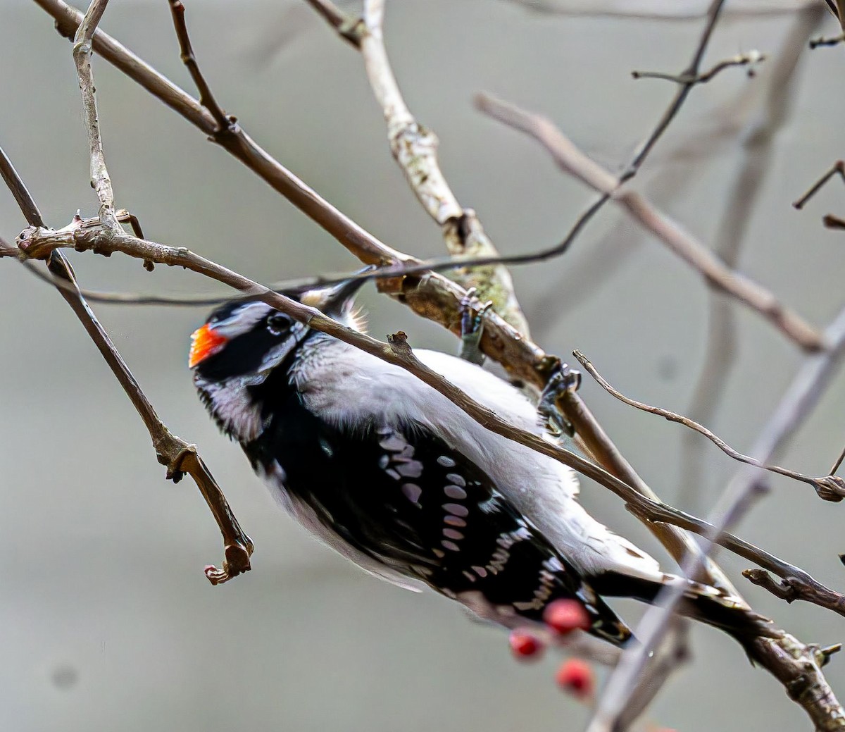 Pico Pubescente - ML647180906