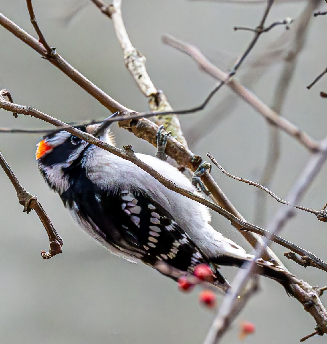 Pico Pubescente - ML647180907