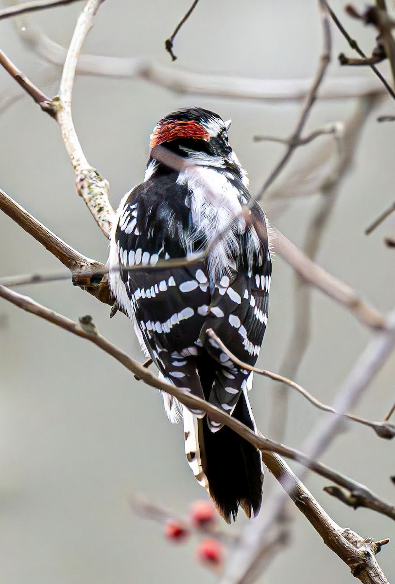 Pico Pubescente - ML647180908