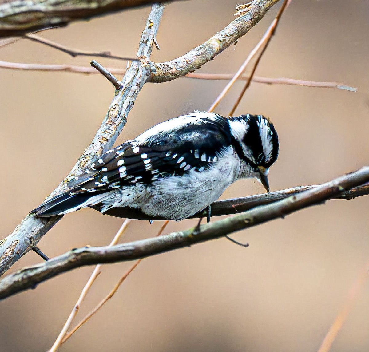 Pico Pubescente - ML647180909