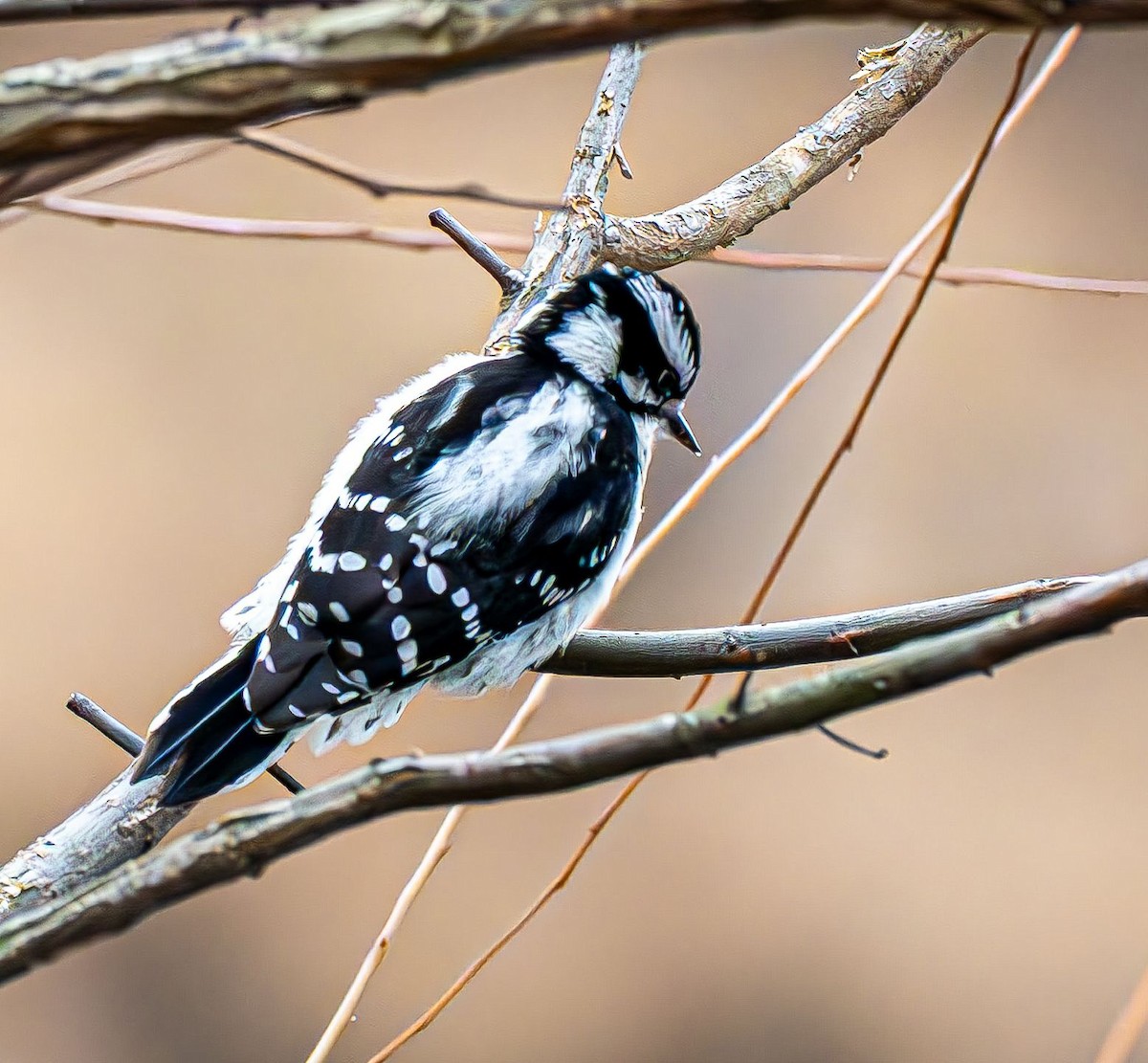 Pico Pubescente - ML647180910