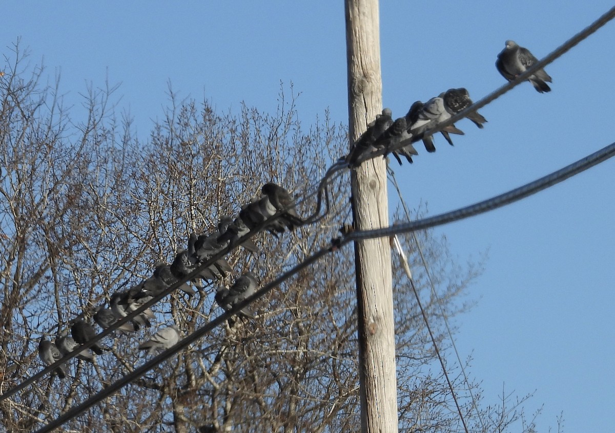 Kaya Güvercini (evcil tip) - ML647180919