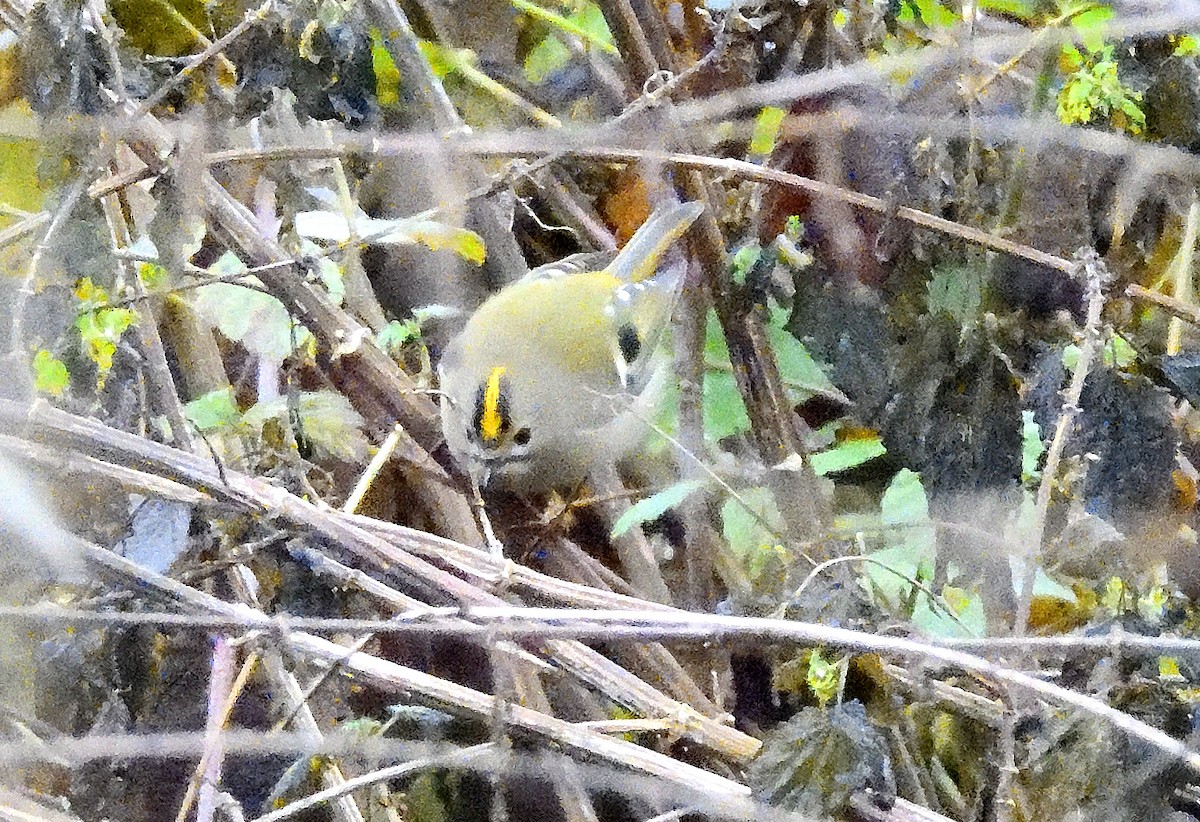 Goldcrest - ML647180921