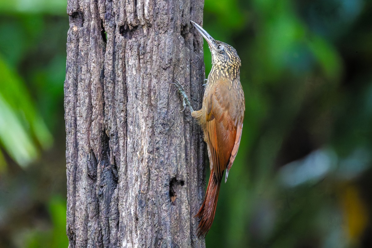 Cocoa Woodcreeper - ML647180922