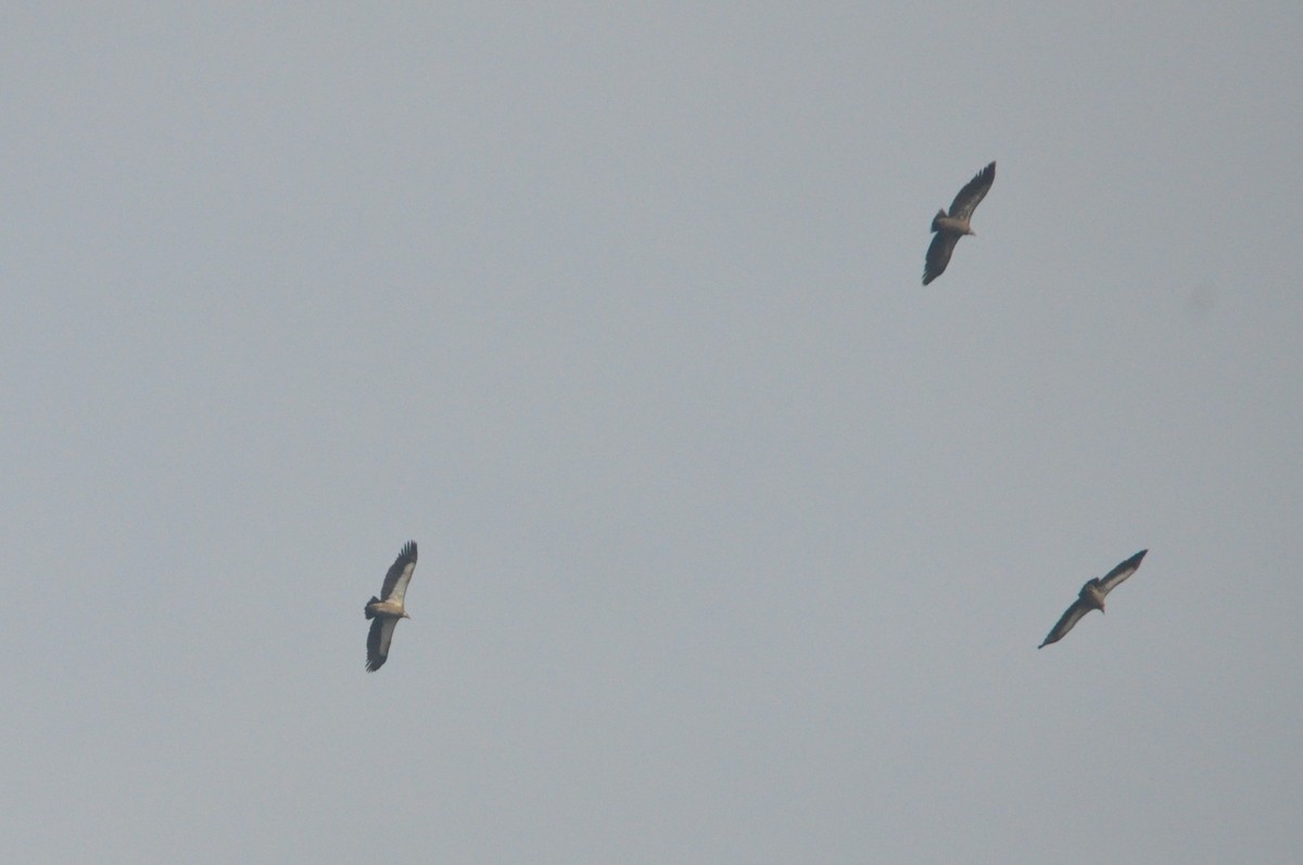 Himalayan Griffon - ML647180923