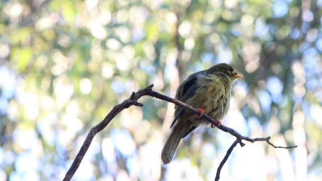 Bell Miner - ML647180952