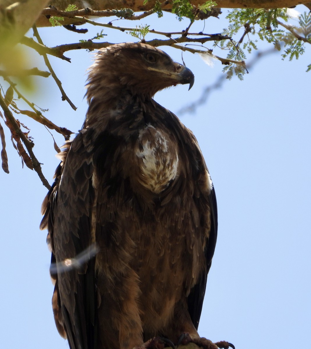 Tawny Eagle - ML647180959