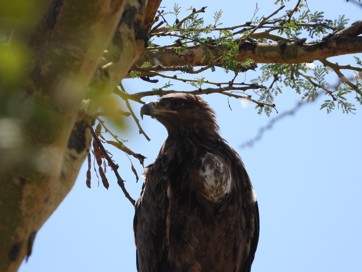 Tawny Eagle - ML647180960