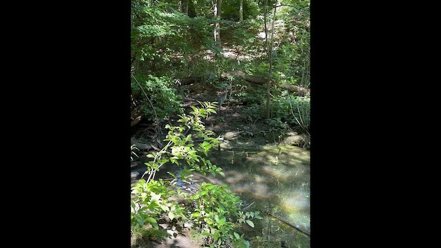 Koartza hauskara amerikarra - ML647180986