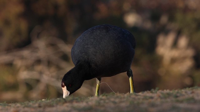 Kopetazuri amerikarra - ML647180990