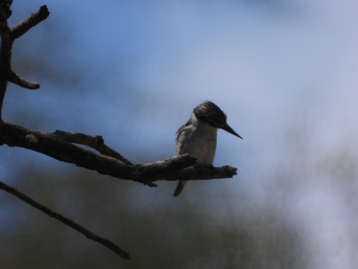 Striped Kingfisher - ML647181003