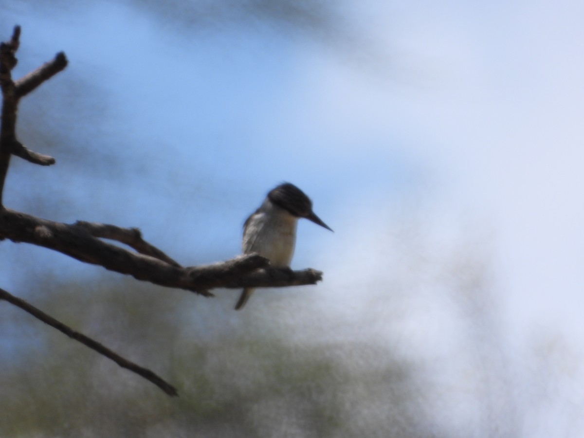 Striped Kingfisher - ML647181004