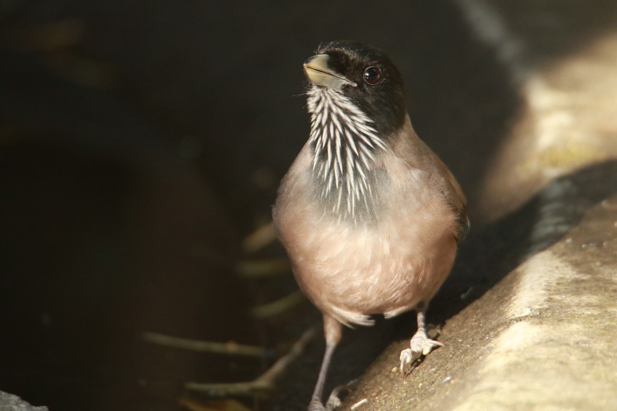 Black-headed Jay - ML647181006