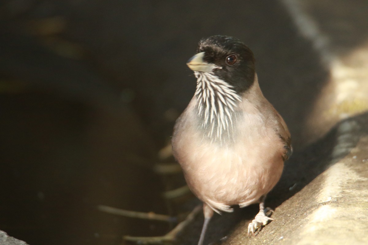 Black-headed Jay - ML647181007