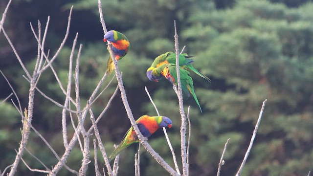 Rainbow Lorikeet - ML647181040