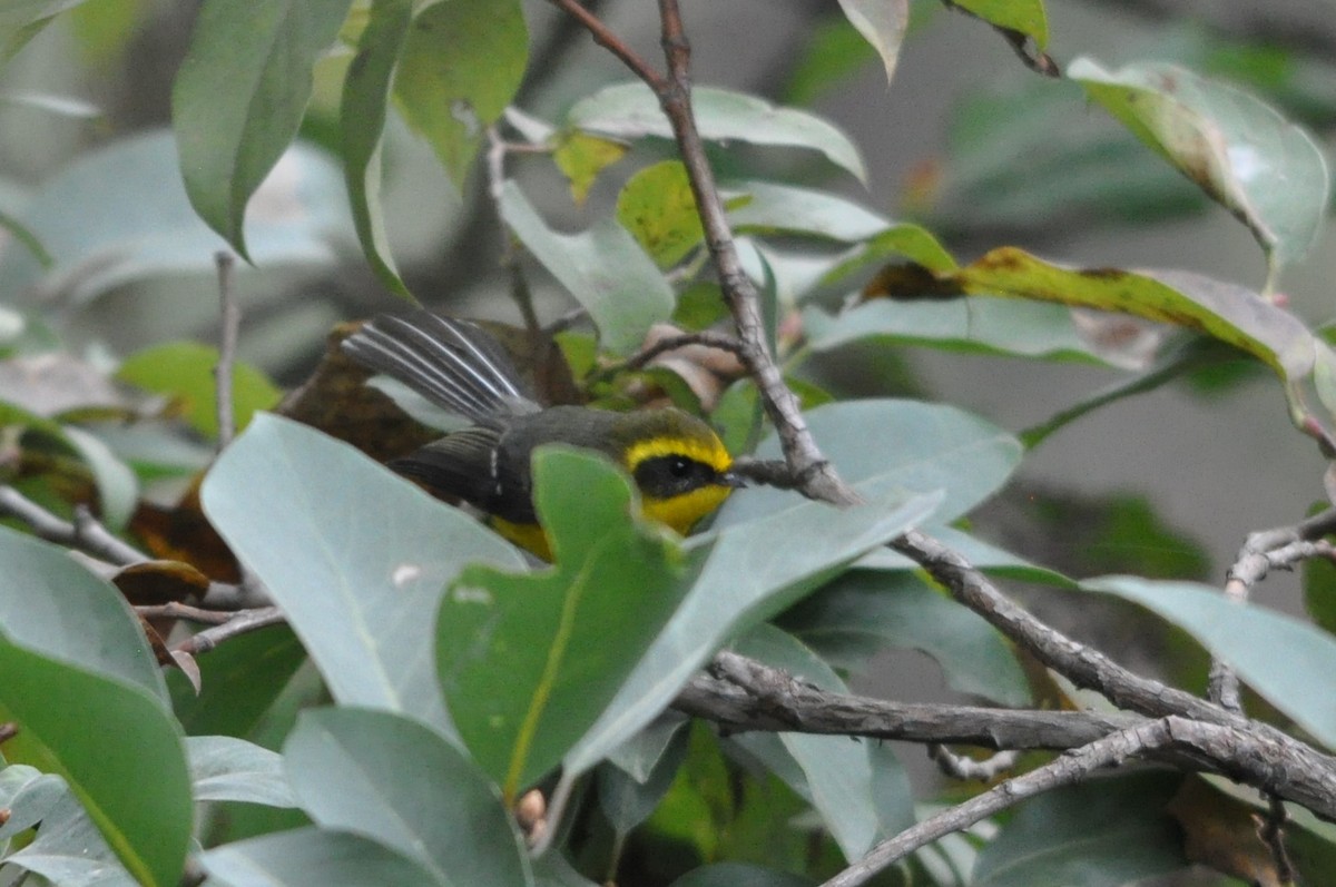 Yellow-bellied Fairy-Fantail - ML647181044