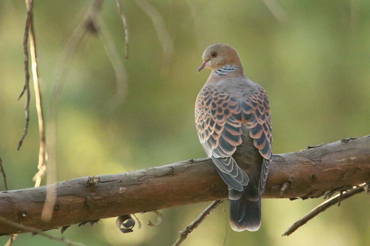 Oriental Turtle-Dove - ML647181045