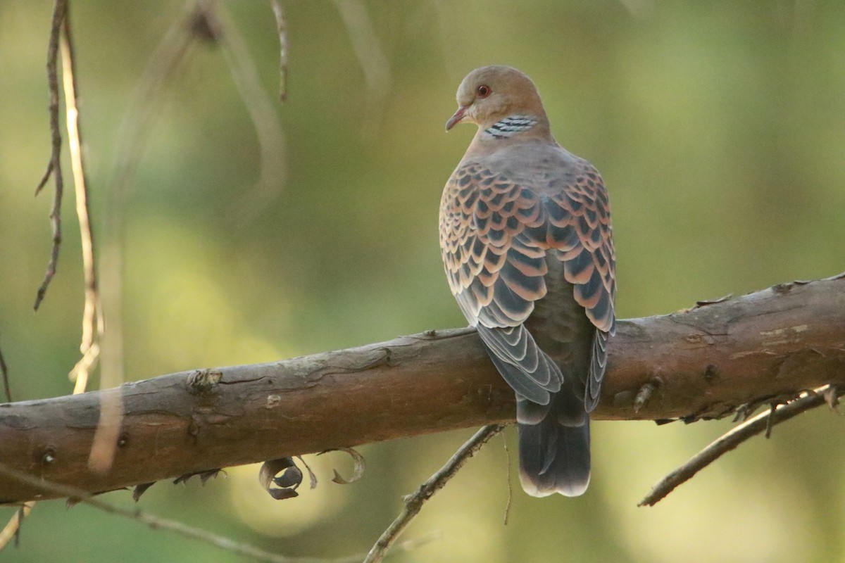 Oriental Turtle-Dove - ML647181046