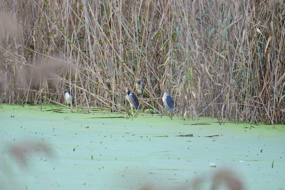 אנפת לילה - ML647181072