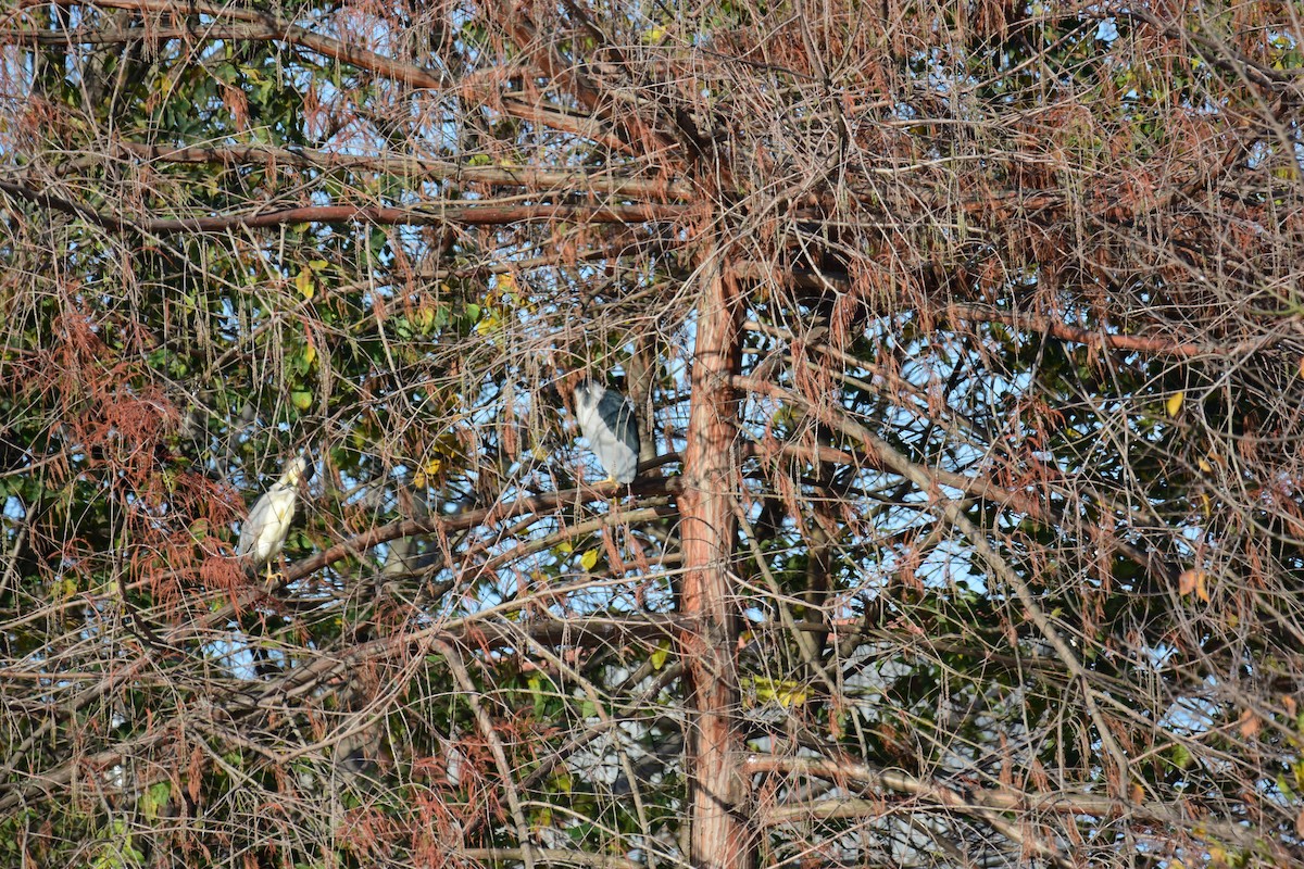 Gece Balıkçılı - ML647181073