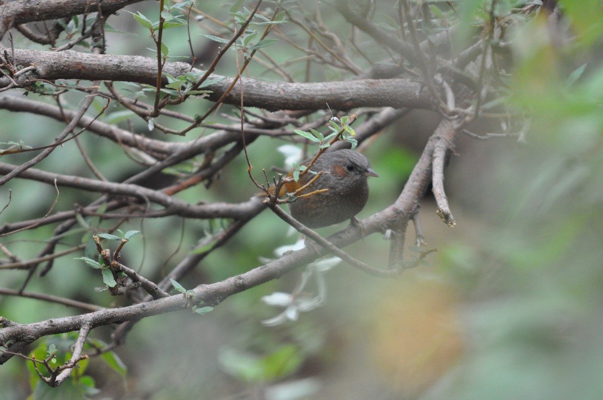 Streaked Laughingthrush - ML647181076