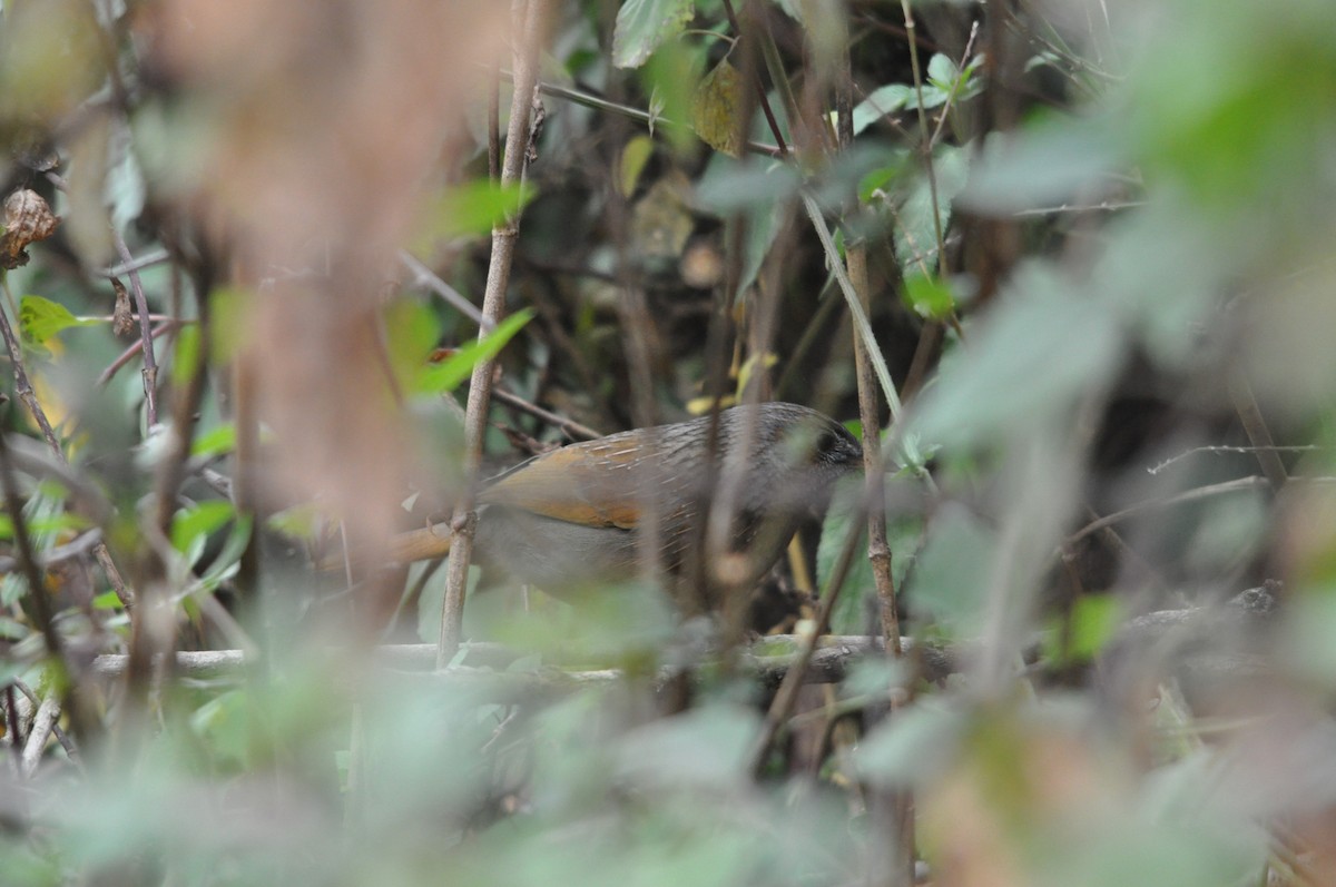 Streaked Laughingthrush - ML647181077
