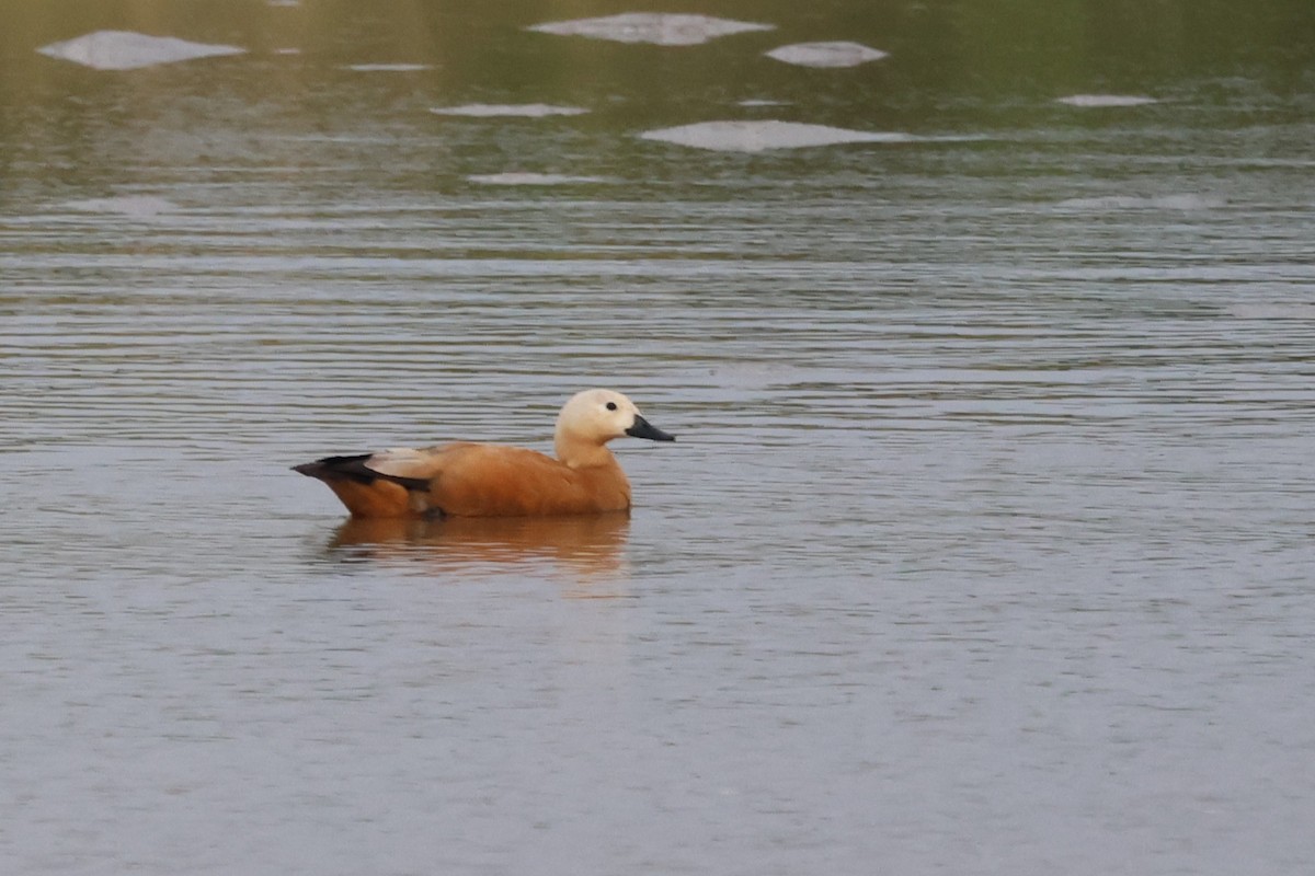 瀆鳧 - ML647181079