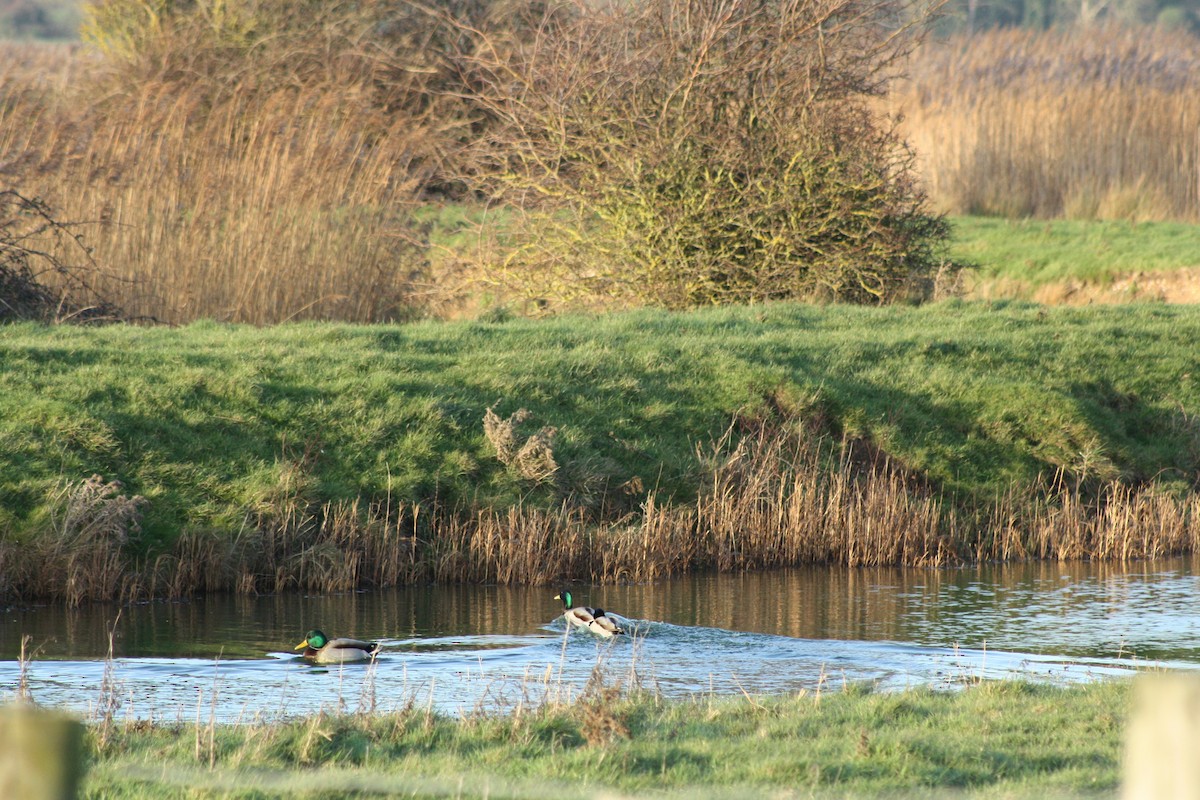 Mallard - ML647181080