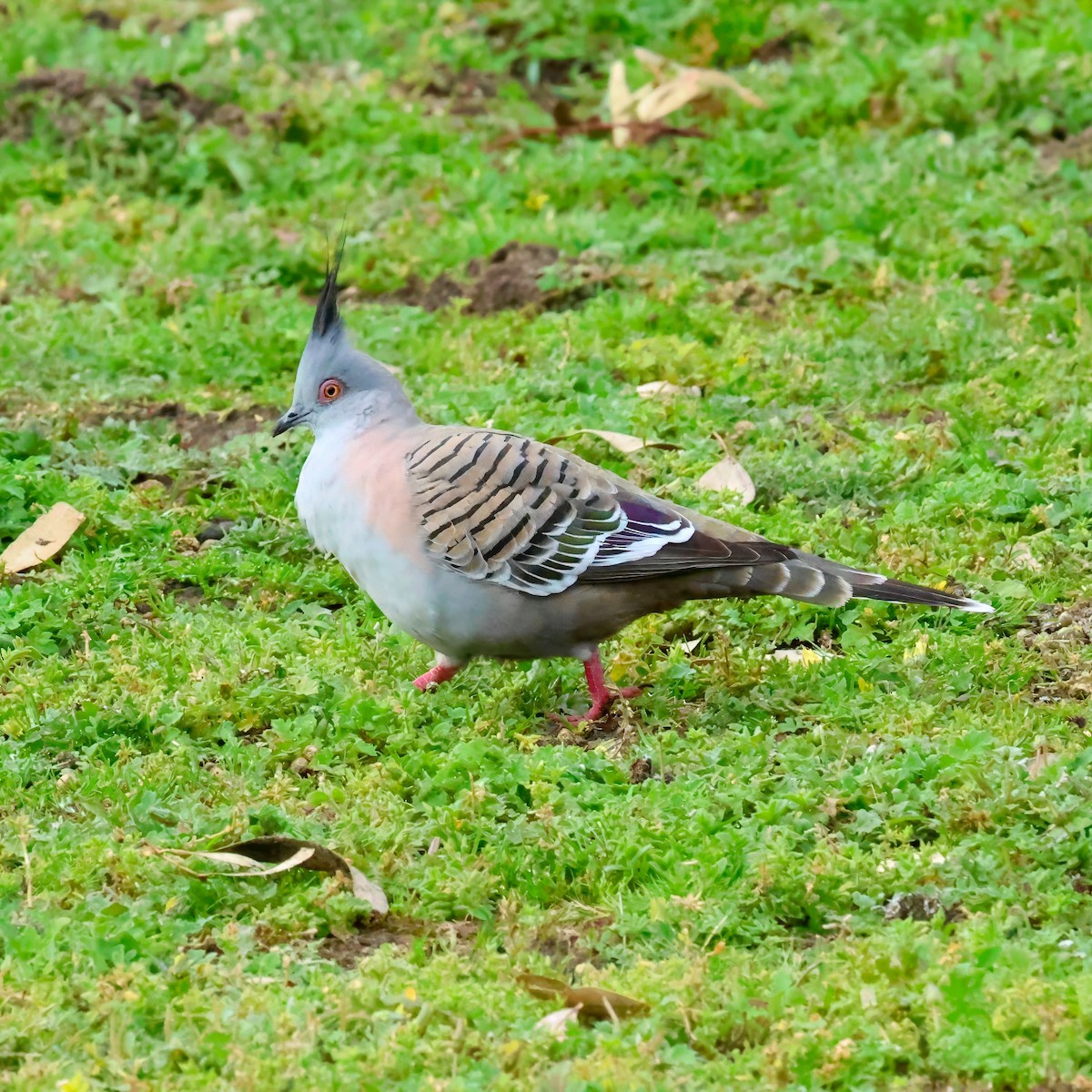 Spitzschopftaube - ML647181087