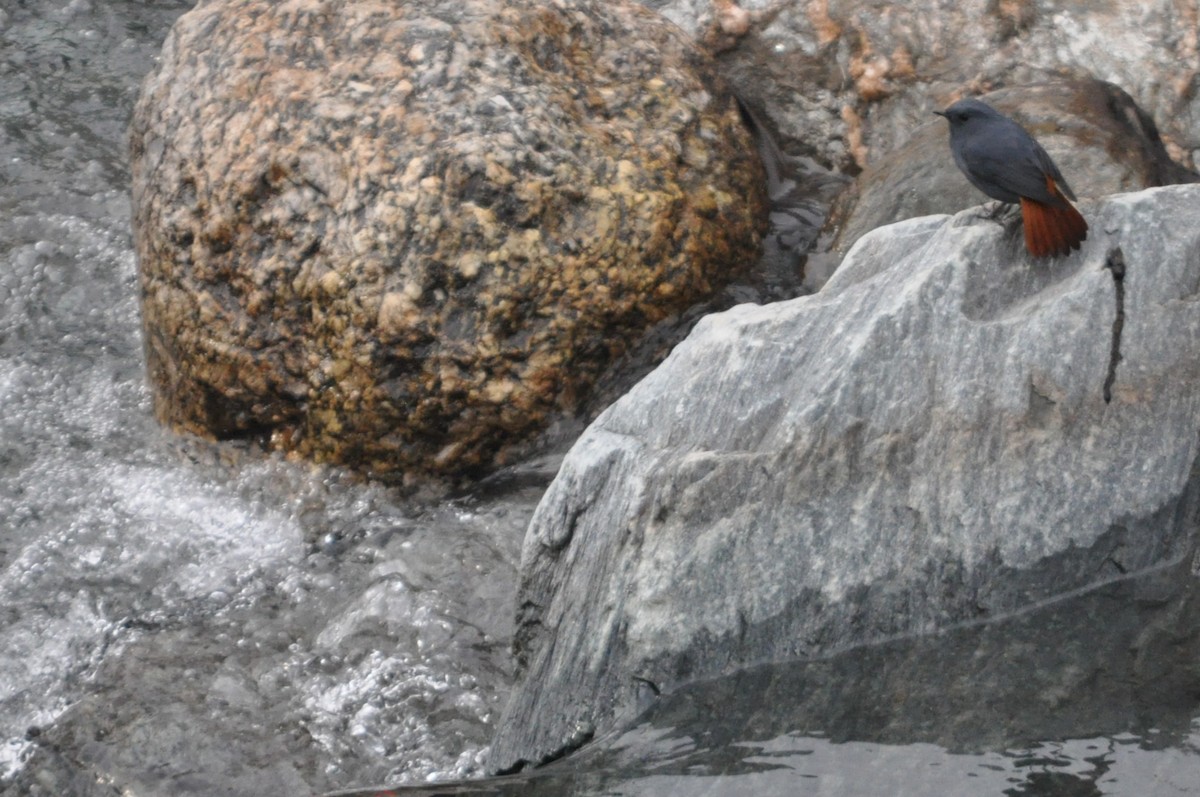 Plumbeous Redstart - ML647181089