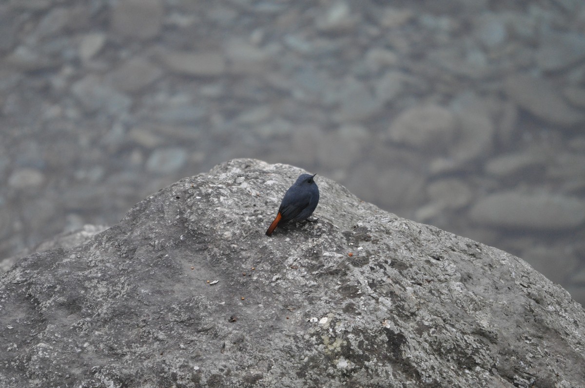 Plumbeous Redstart - ML647181090