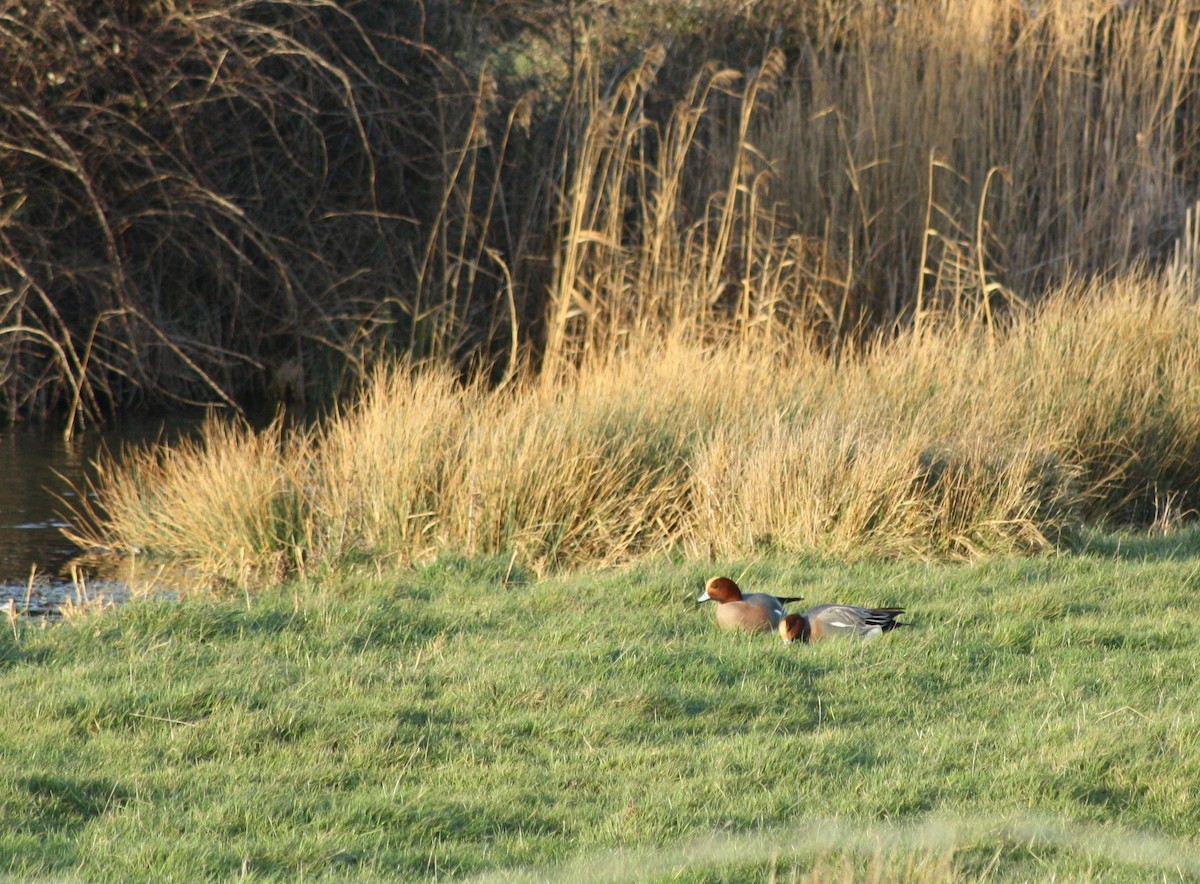 Eurasian Wigeon - ML647181120