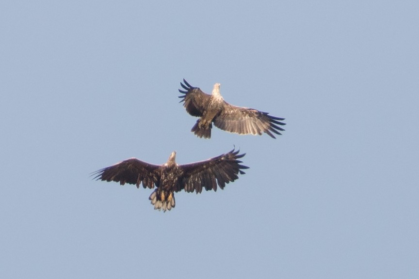 白肩鵰 - ML647181125