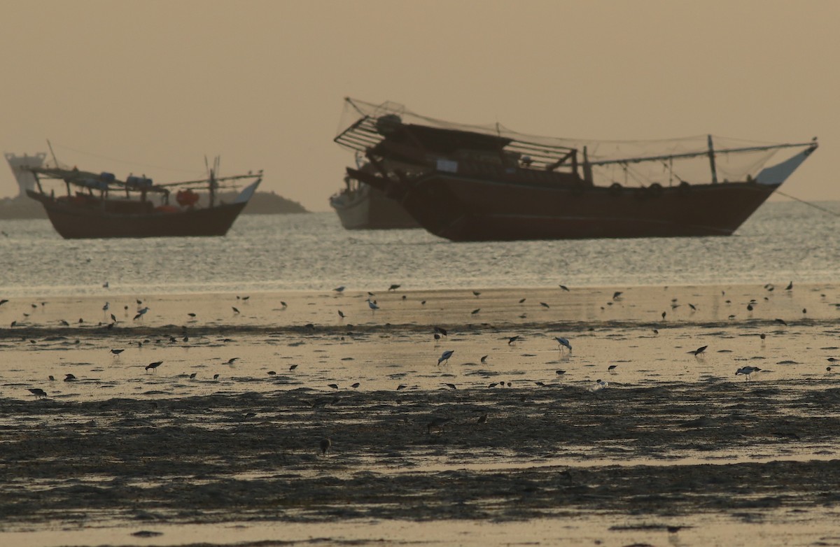 Crab-Plover - ML647181126