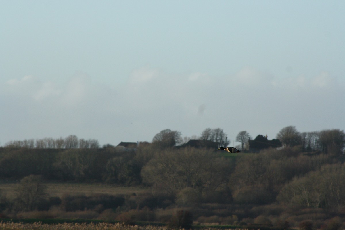 Mallard - ML647181146