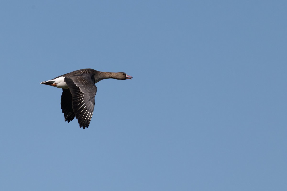 Greater White-fronted Goose - ML647181169