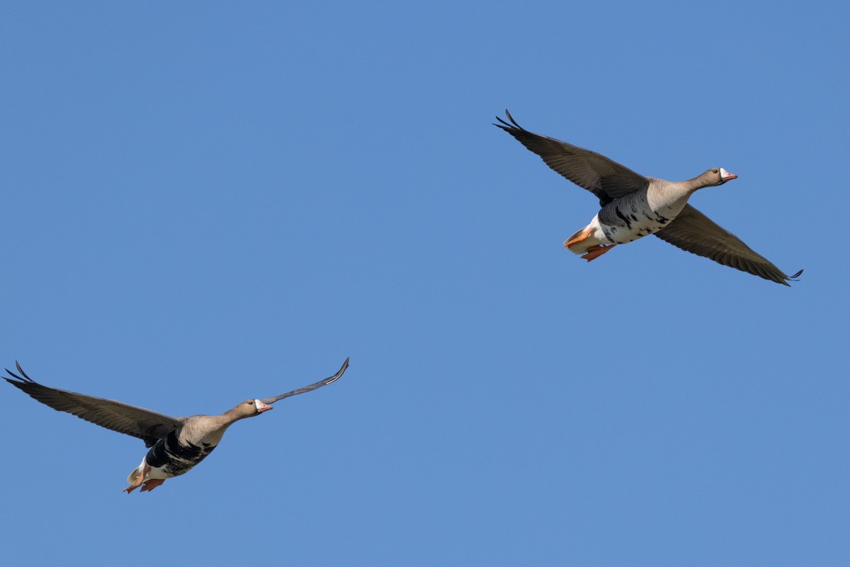 Greater White-fronted Goose - ML647181170