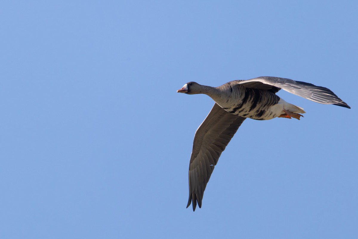 Greater White-fronted Goose - ML647181171