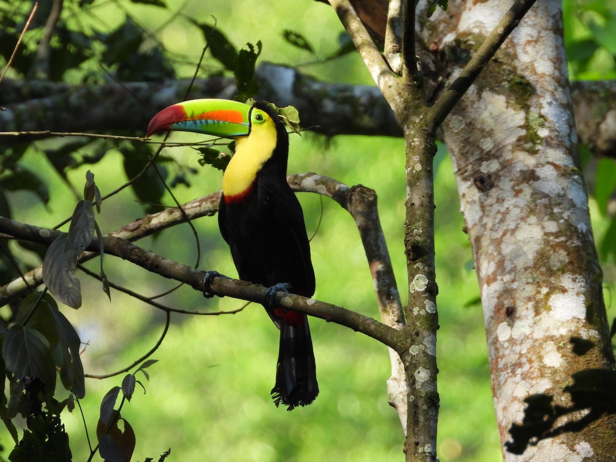 Keel-billed Toucan - ML647181173