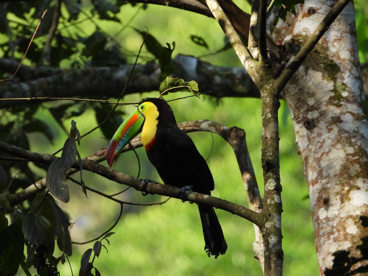 Keel-billed Toucan - ML647181174
