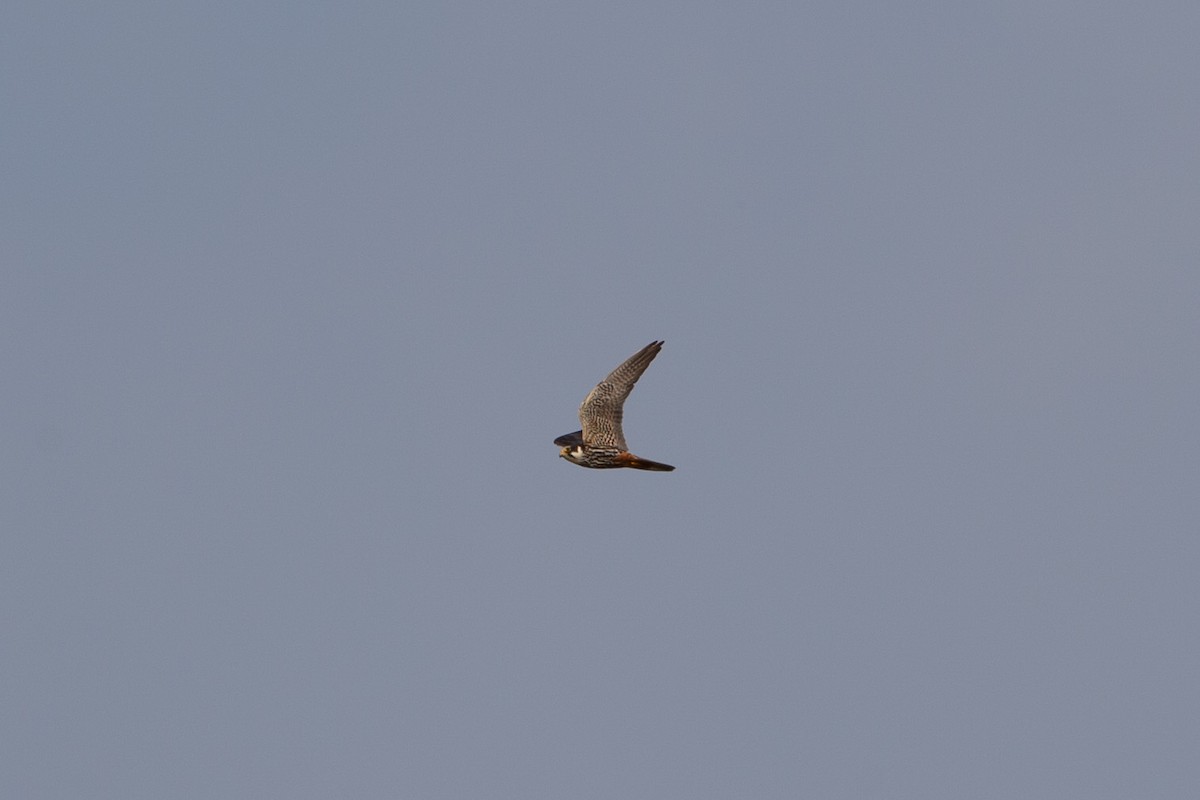 Eurasian Hobby - ML647181175