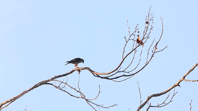 Belatz txikia - ML647181176