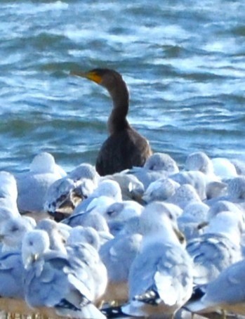 Cormoran à aigrettes - ML647181177