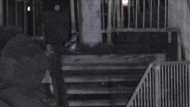 Little Penguin - ML647181178