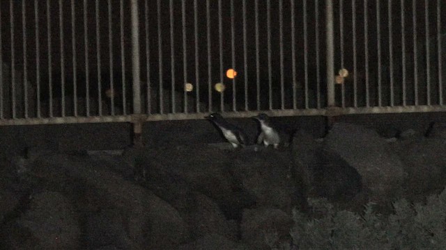 Little Penguin - ML647181179