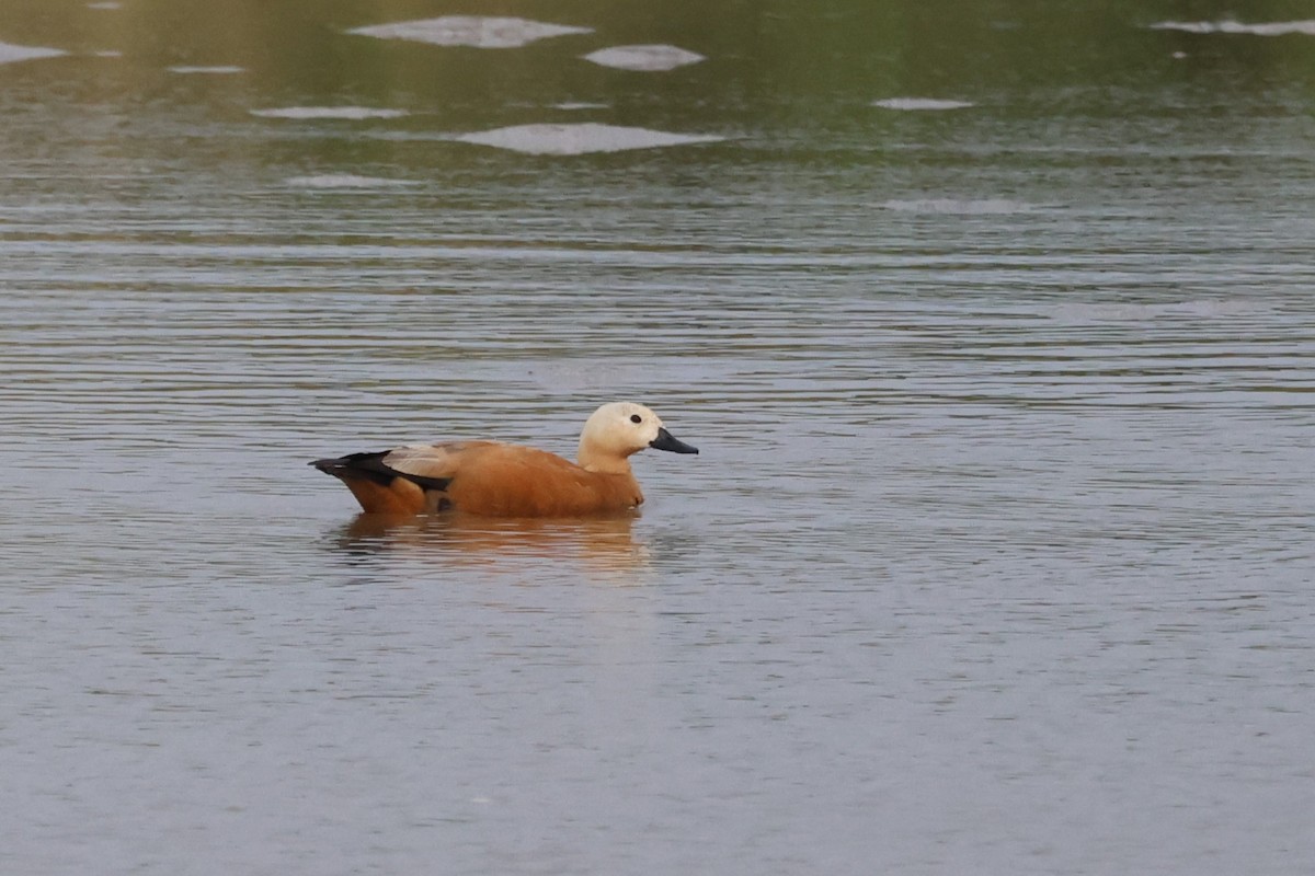 瀆鳧 - ML647181182