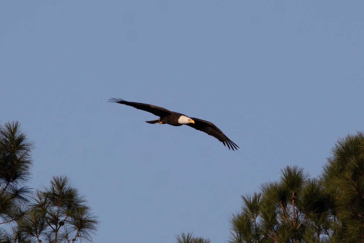 Bald Eagle - ML647181212