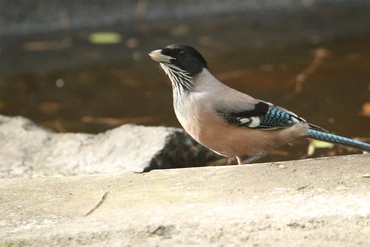 Black-headed Jay - ML647181213
