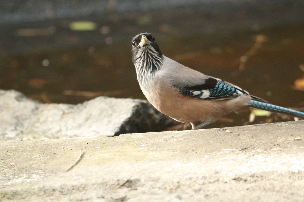 Black-headed Jay - ML647181214