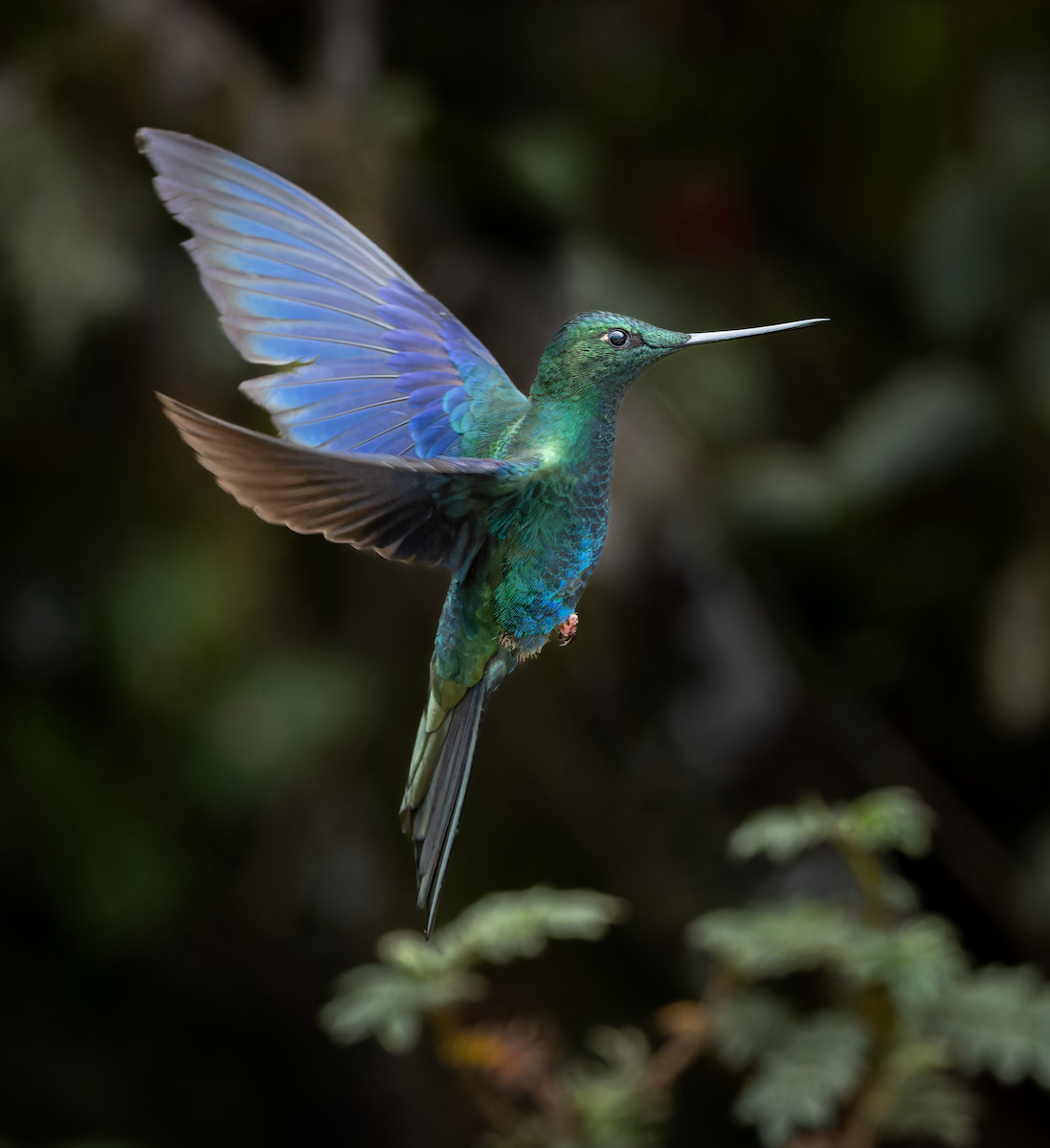 Great Sapphirewing - ML647181222